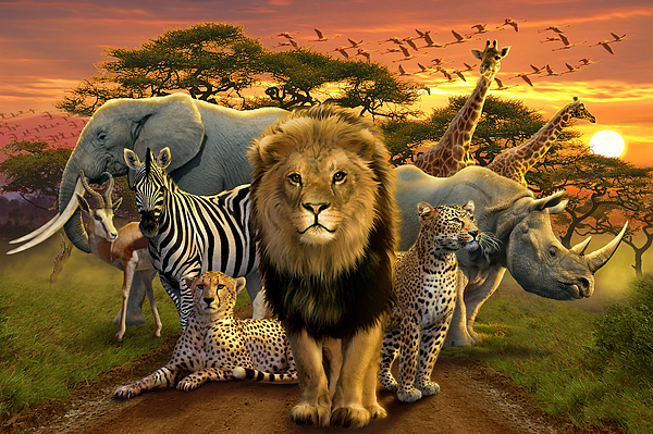 Animal