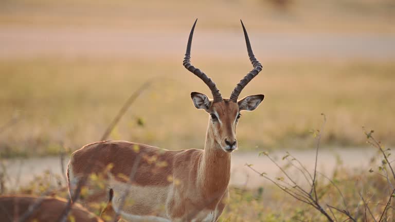 Antelope