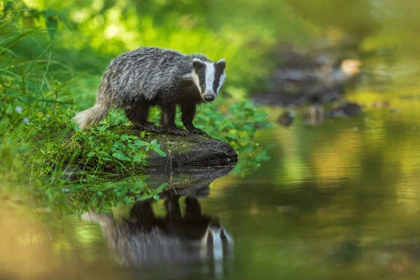 Badger