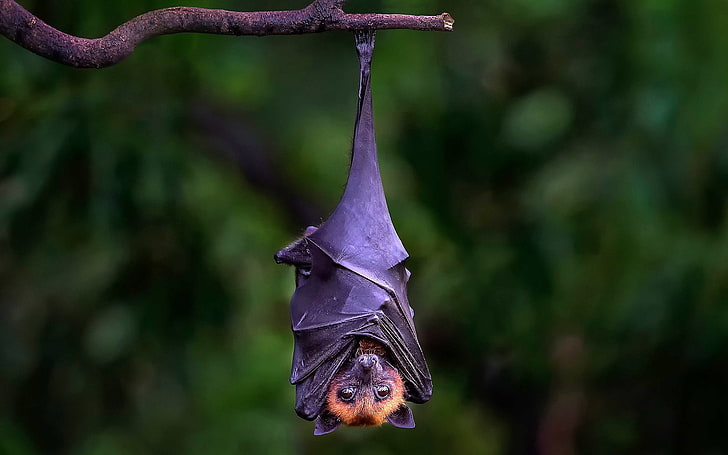 Bat
