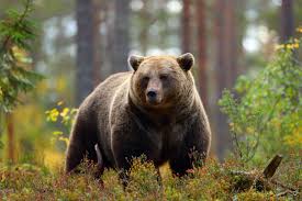 Bear