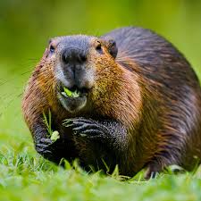 Beaver