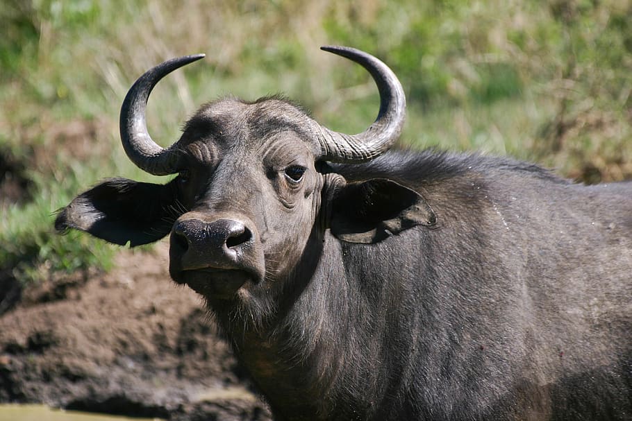 Buffalo