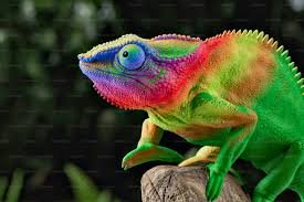 Chameleon