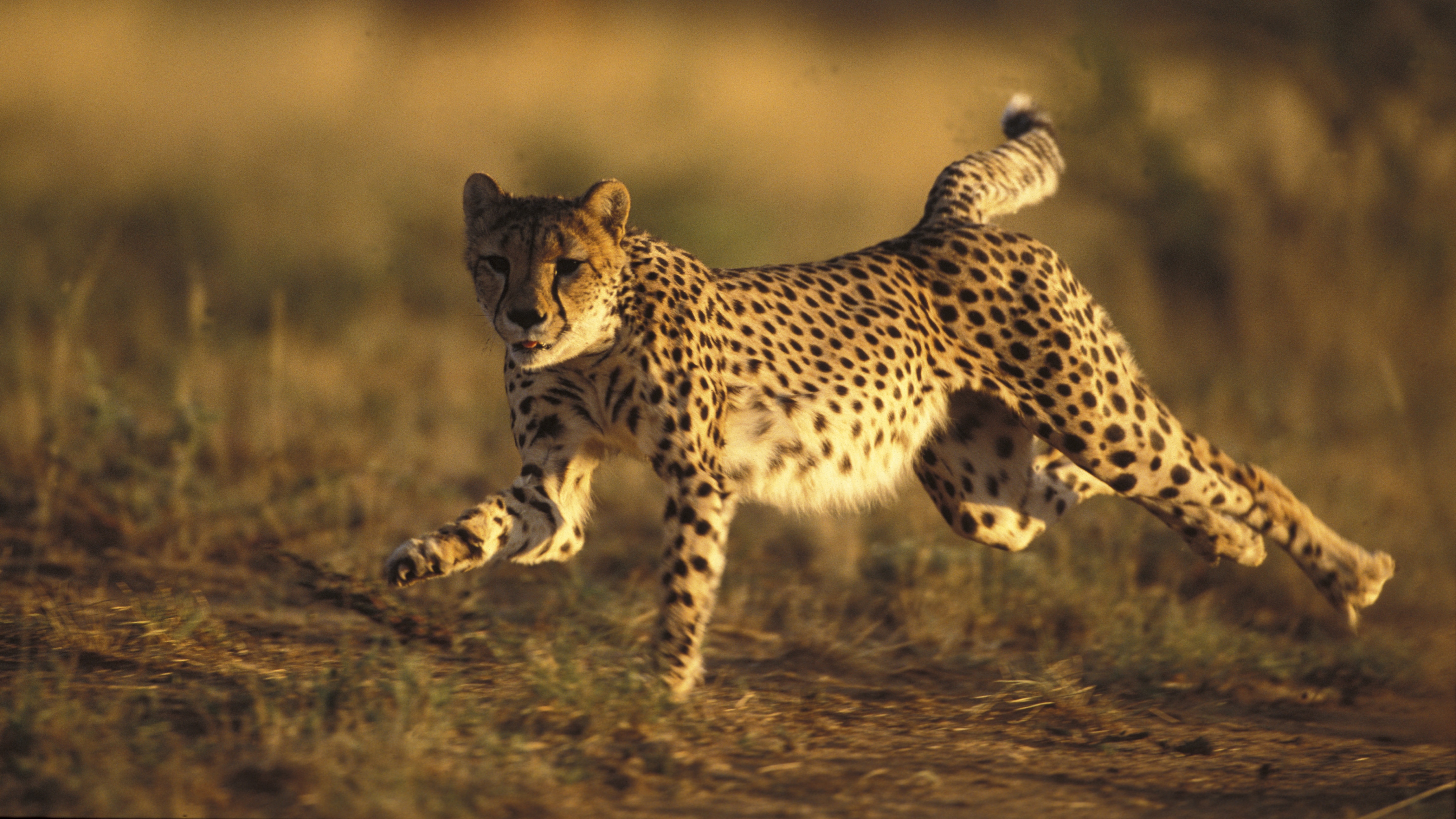 Cheetah