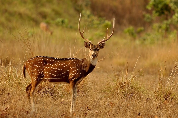 Deer
