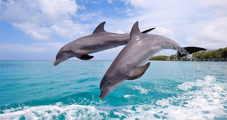 Dolphin