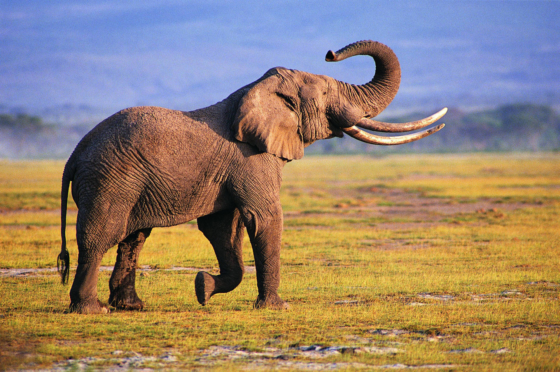 Elephant