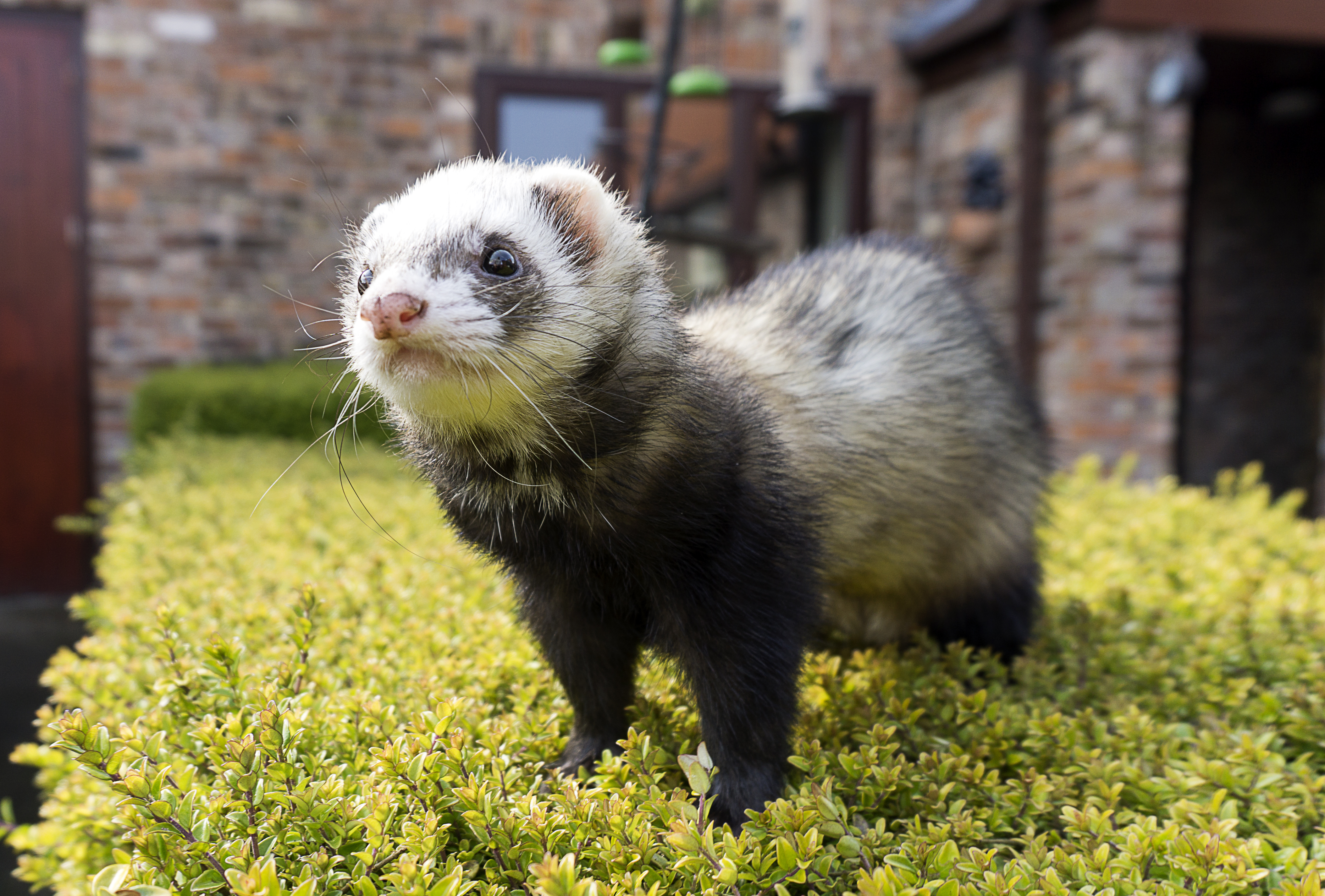 Ferret