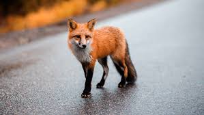 Fox