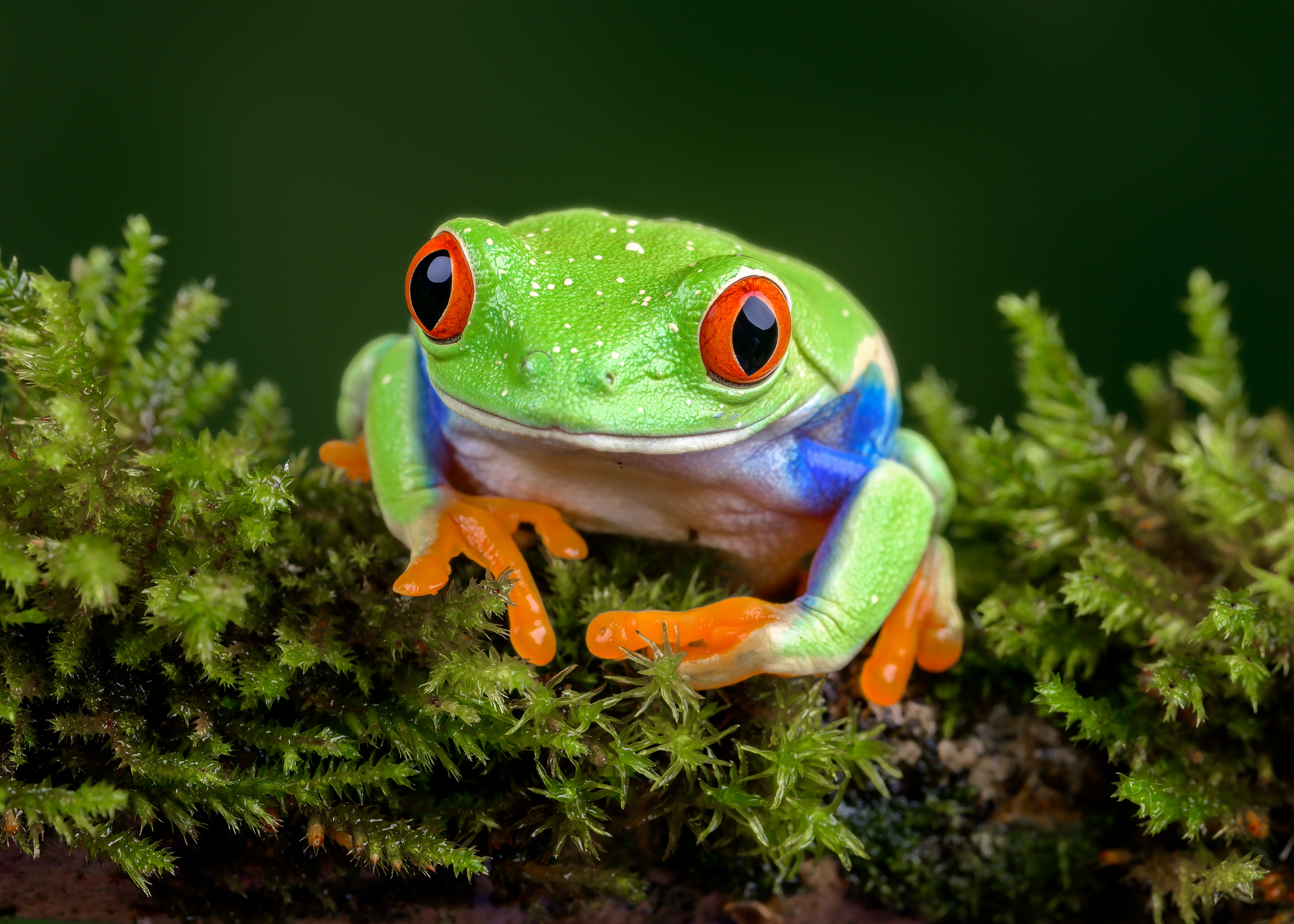 Frog