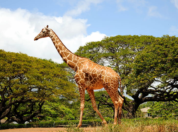 Giraffe
