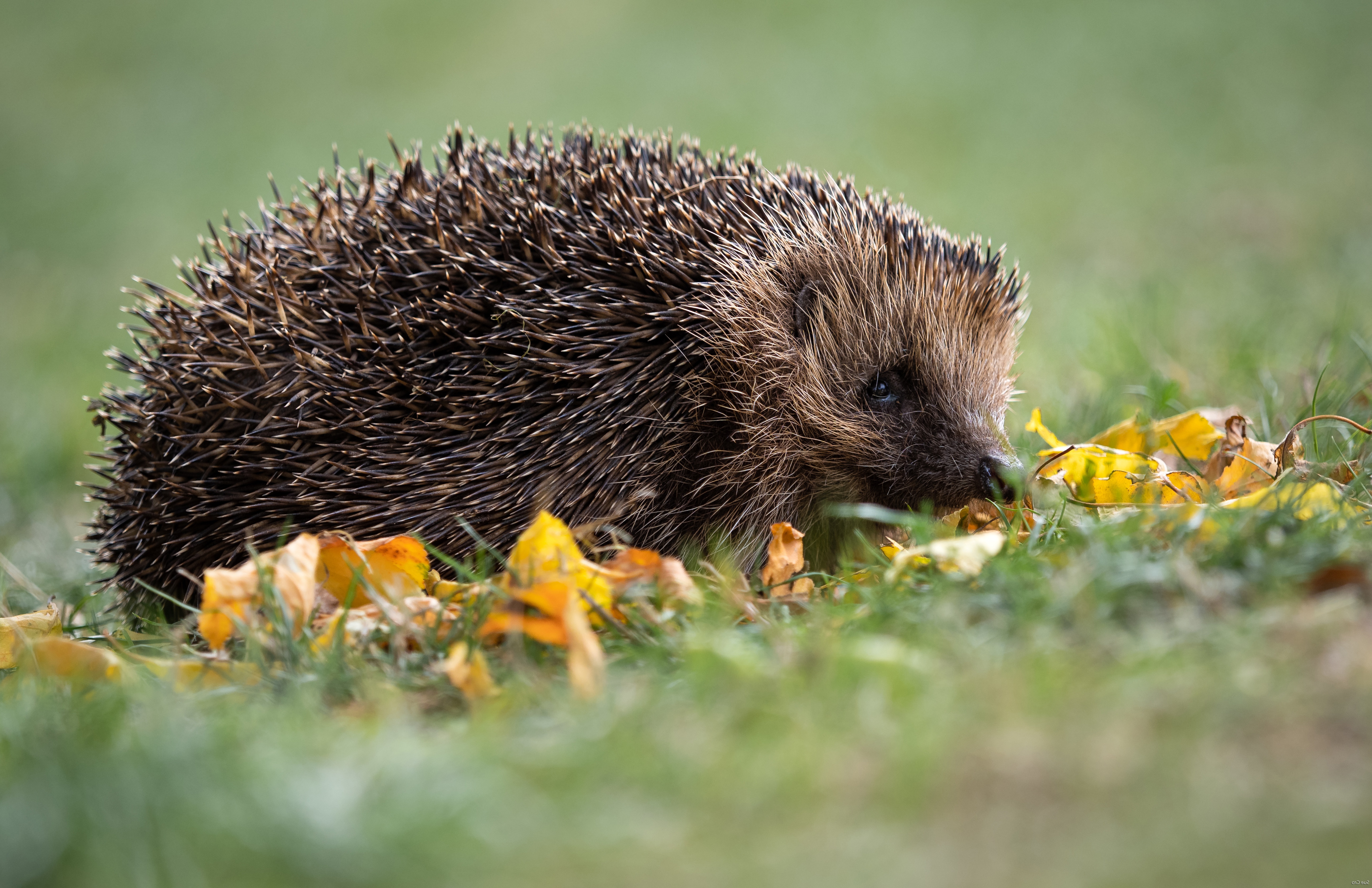 Hedgehog