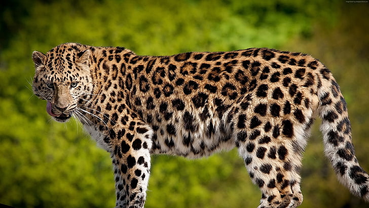 Leopard