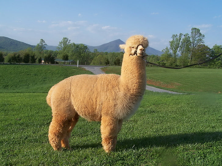 Llama