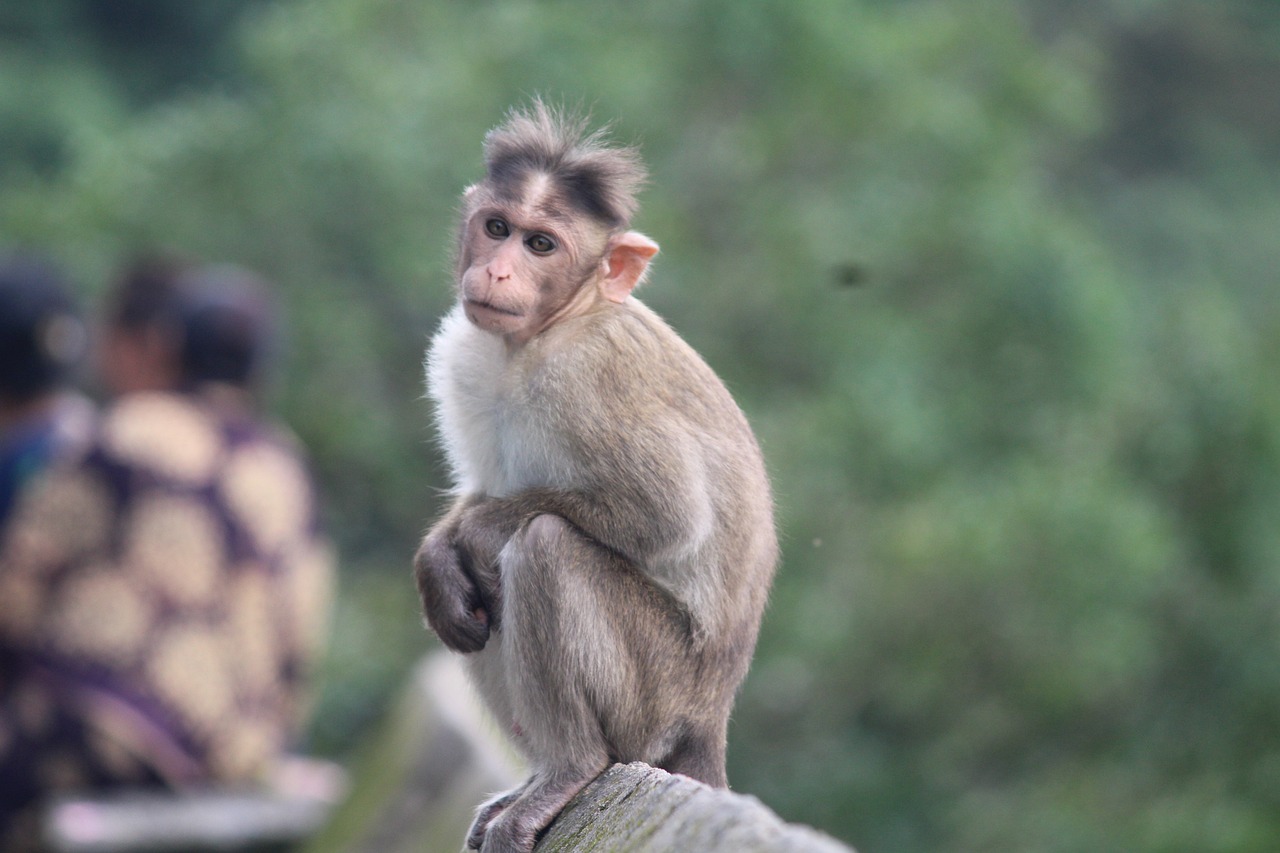 Monkey