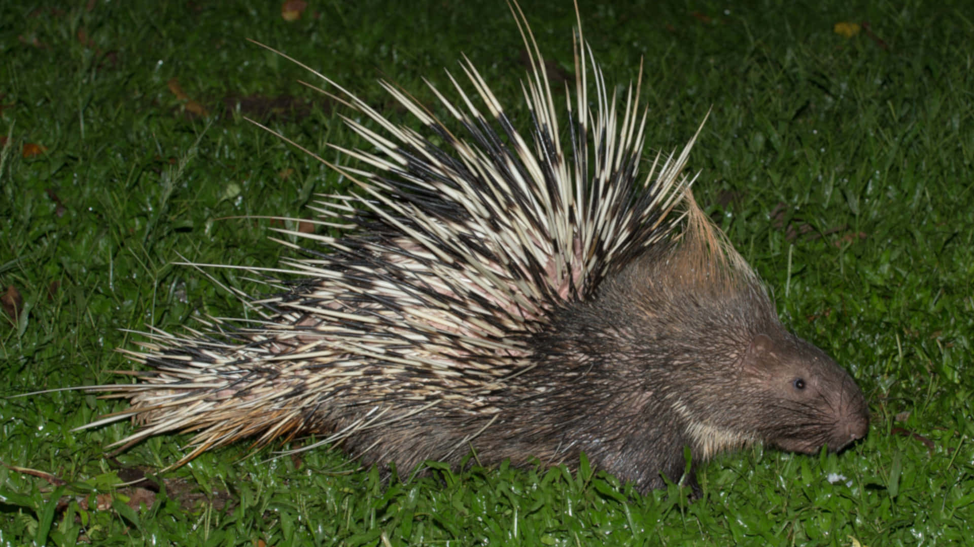 Porcupine