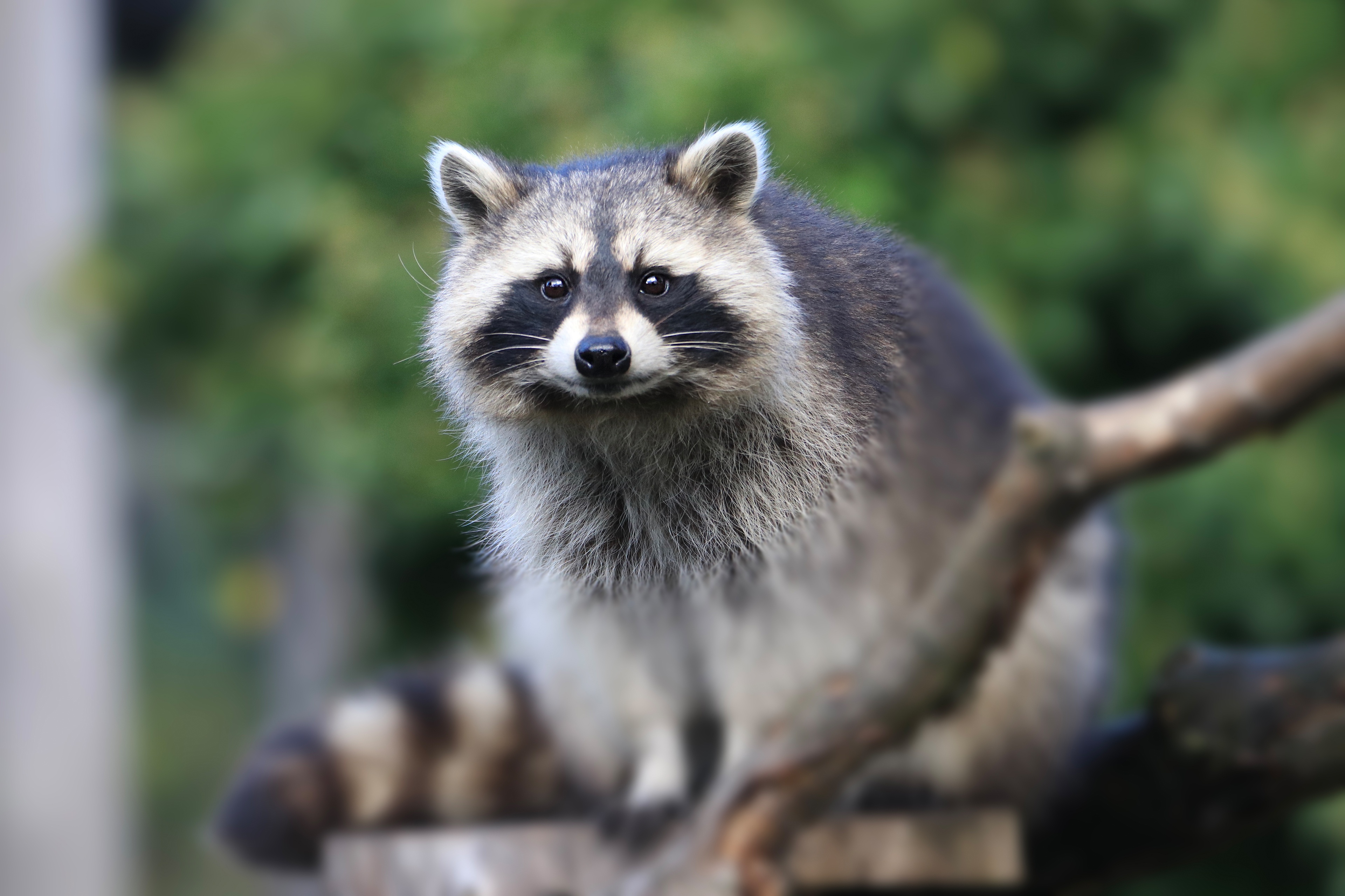 Raccoon