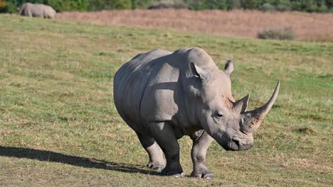 Rhinoceros