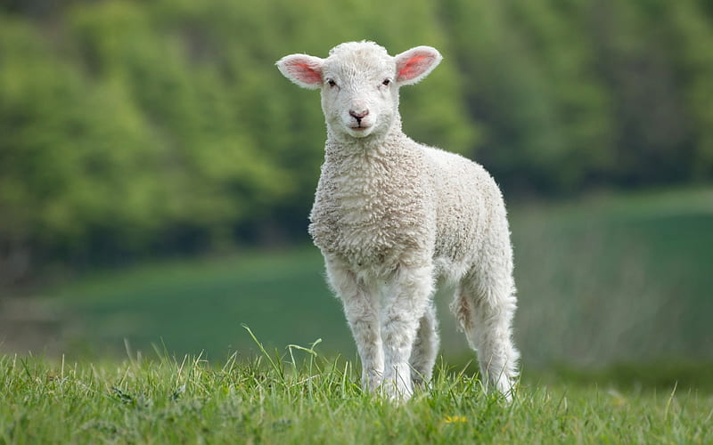 Sheep