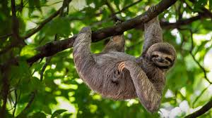 Sloth