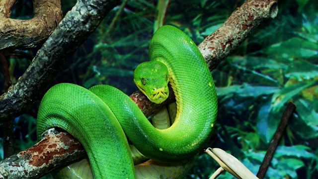 Snake