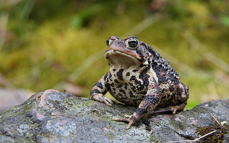 Toad