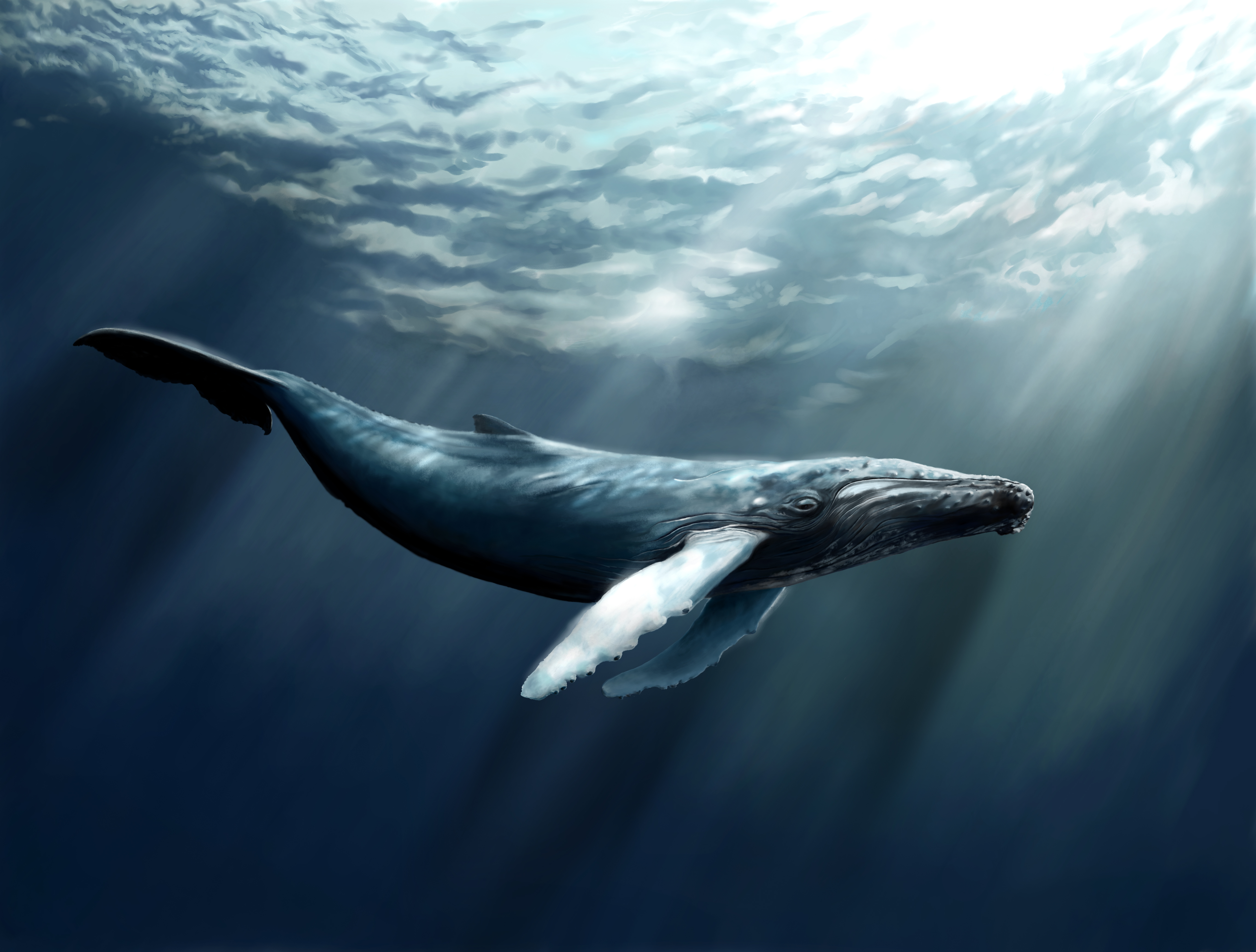 Whale