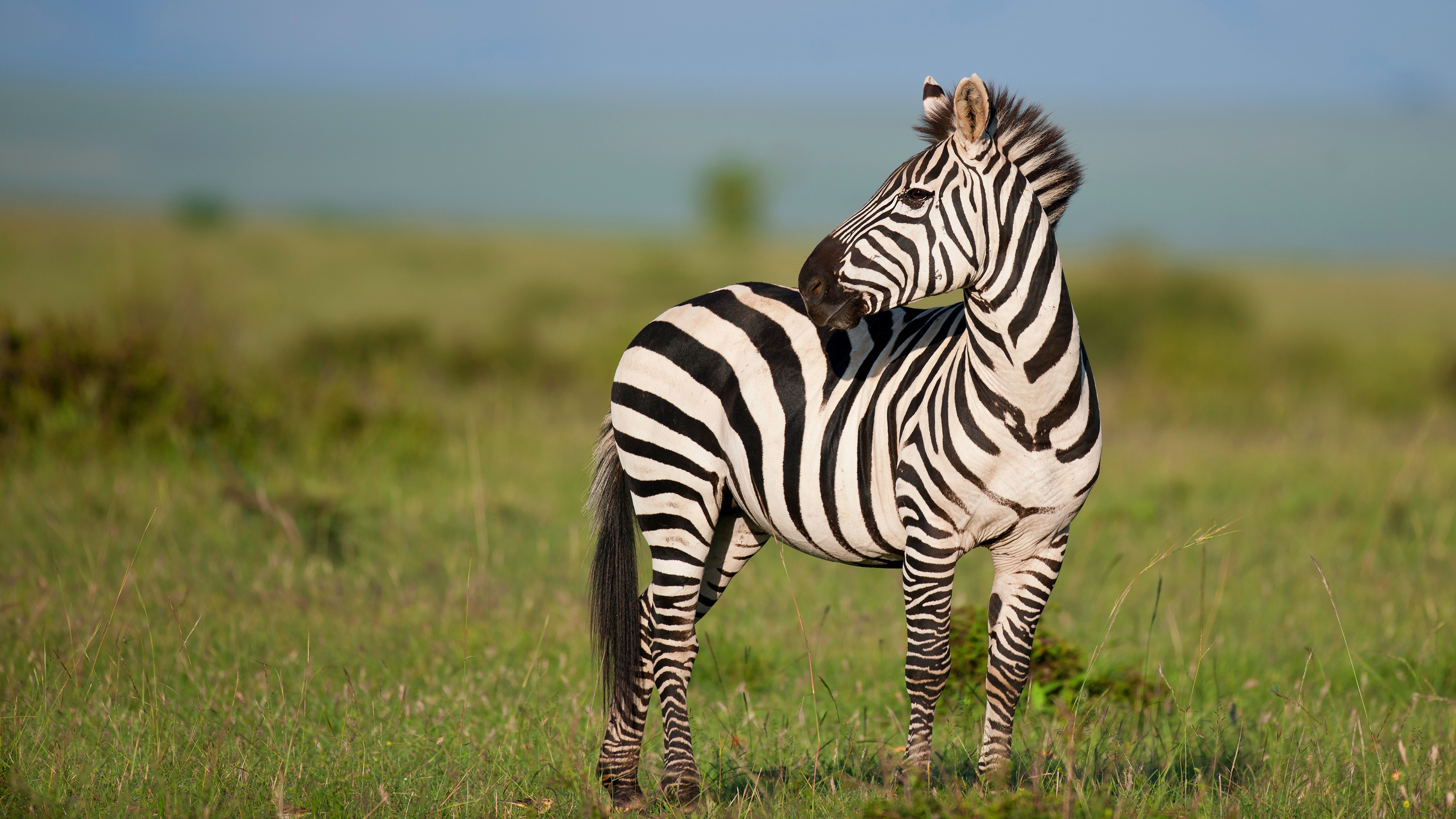 Zebra
